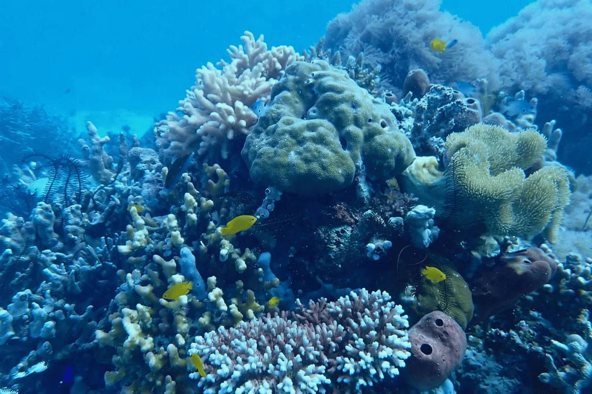 Coral reef with reef fish