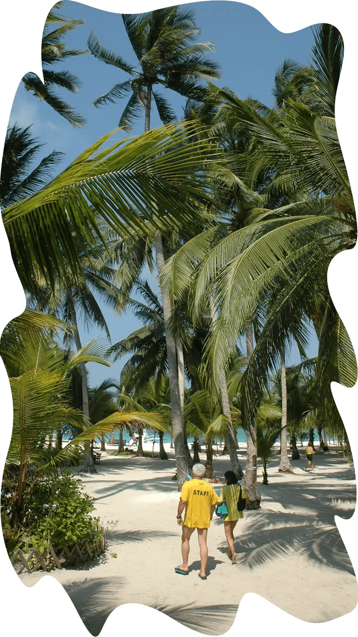 A path through the coconut grove