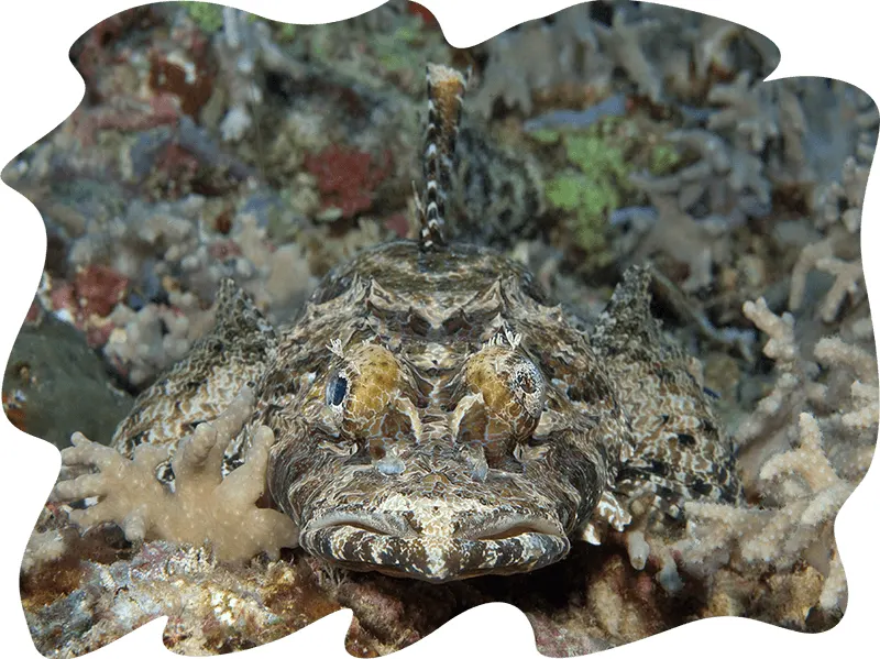 Crocodile fish close up