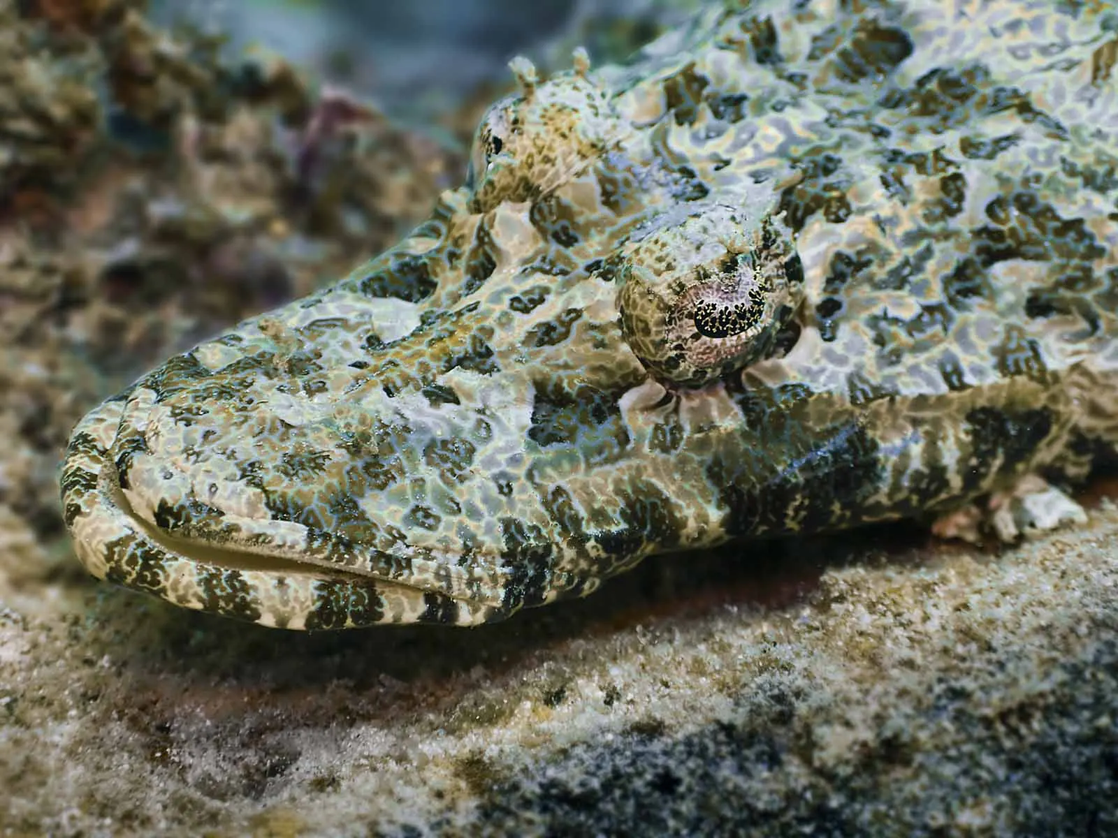 Crocodile fish on the sand