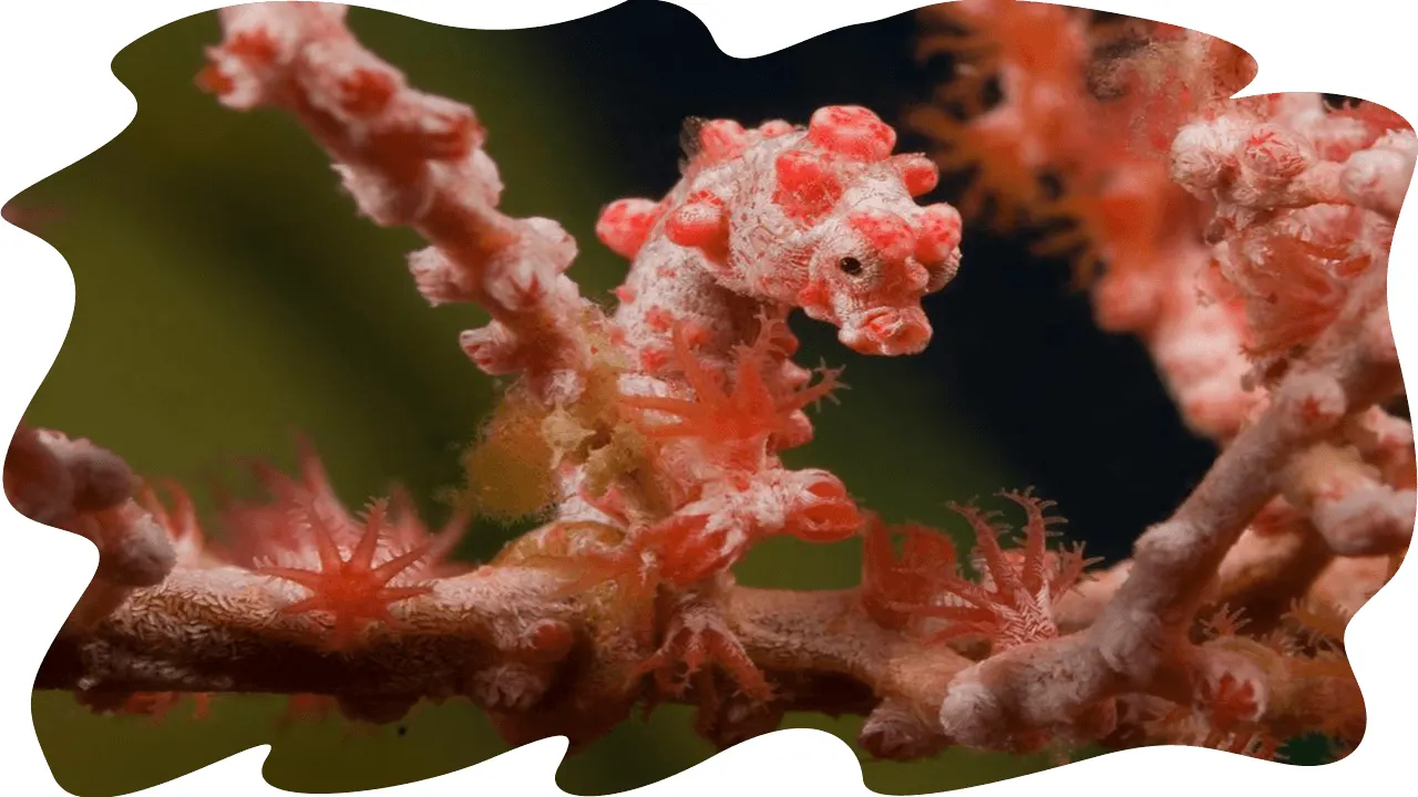 Pygmy seahorse on a gorgonian
