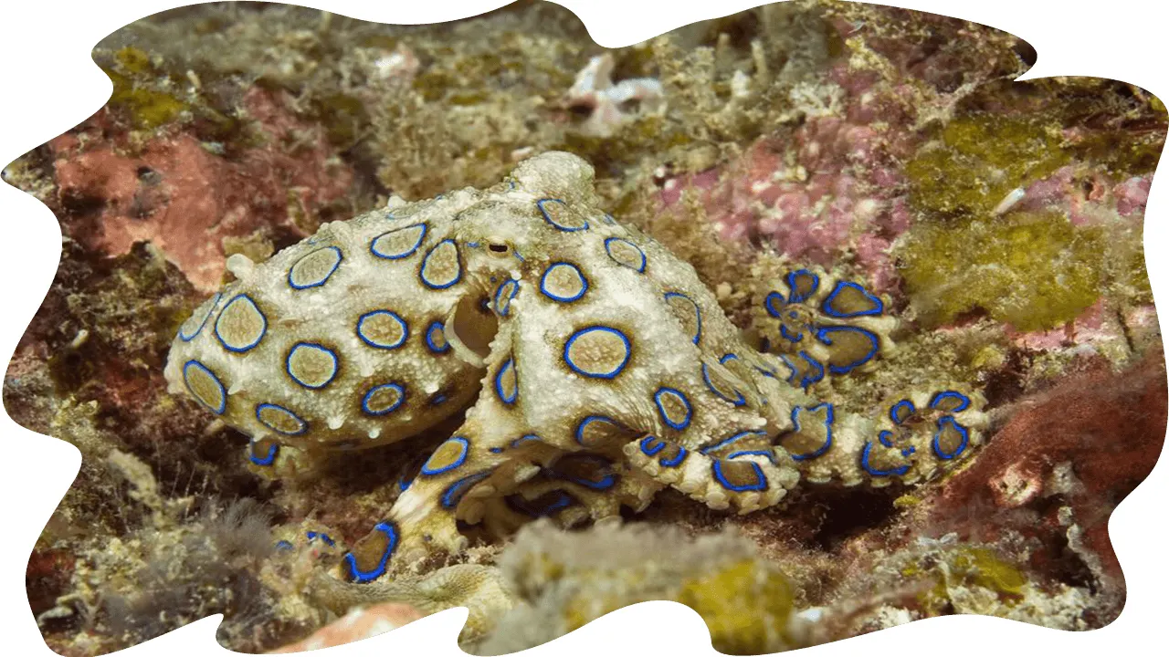 Blue-ringed octopus