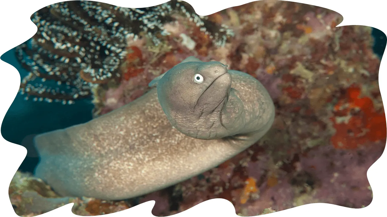 Moray eel in its hole