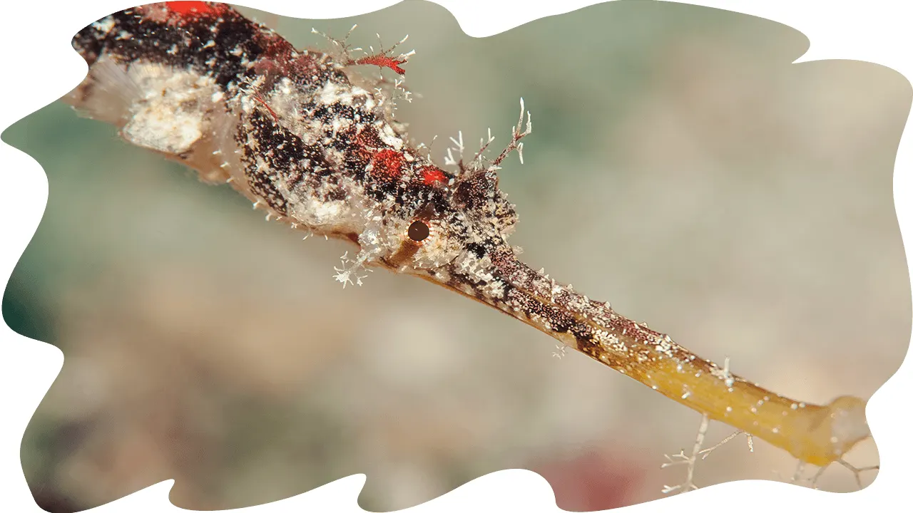 Pipefish on the bottom