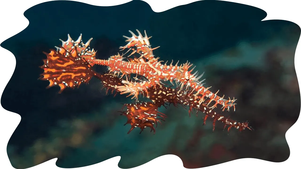 Ghost pipefish among the weed