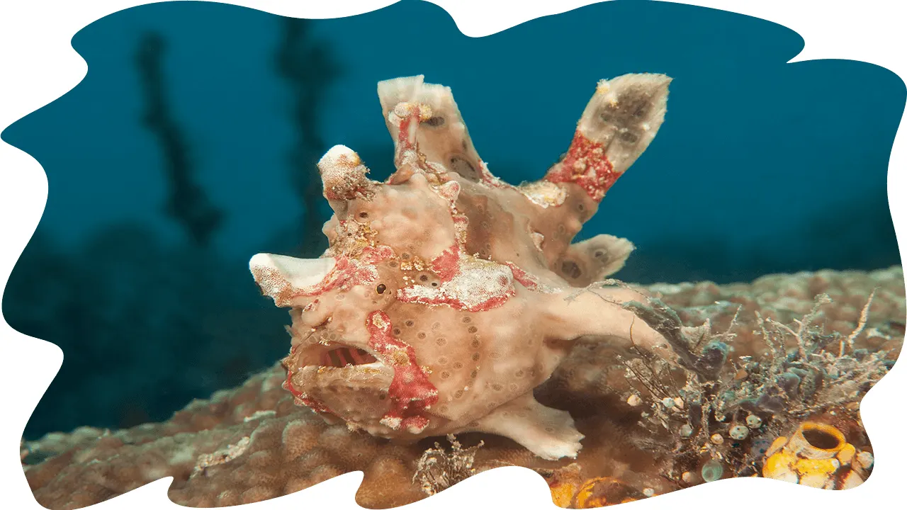 Anglerfish on coral