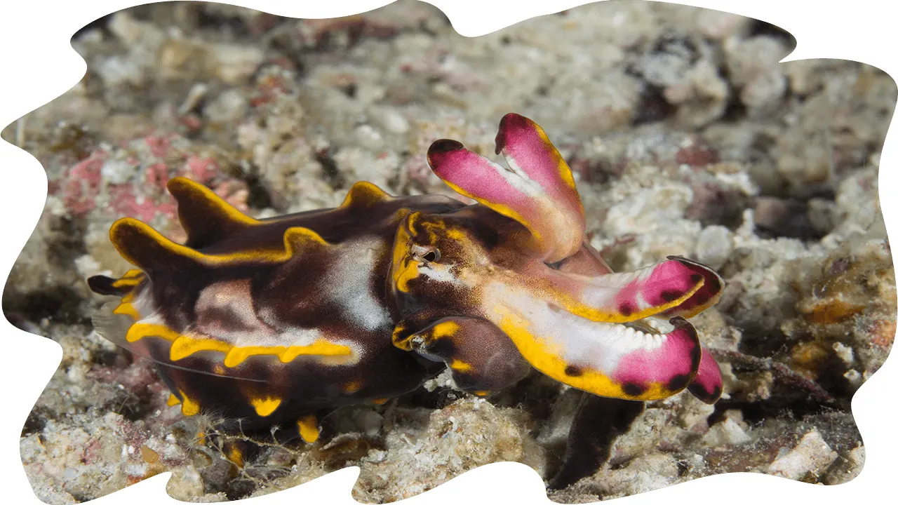 Flamboyant cuttlefish