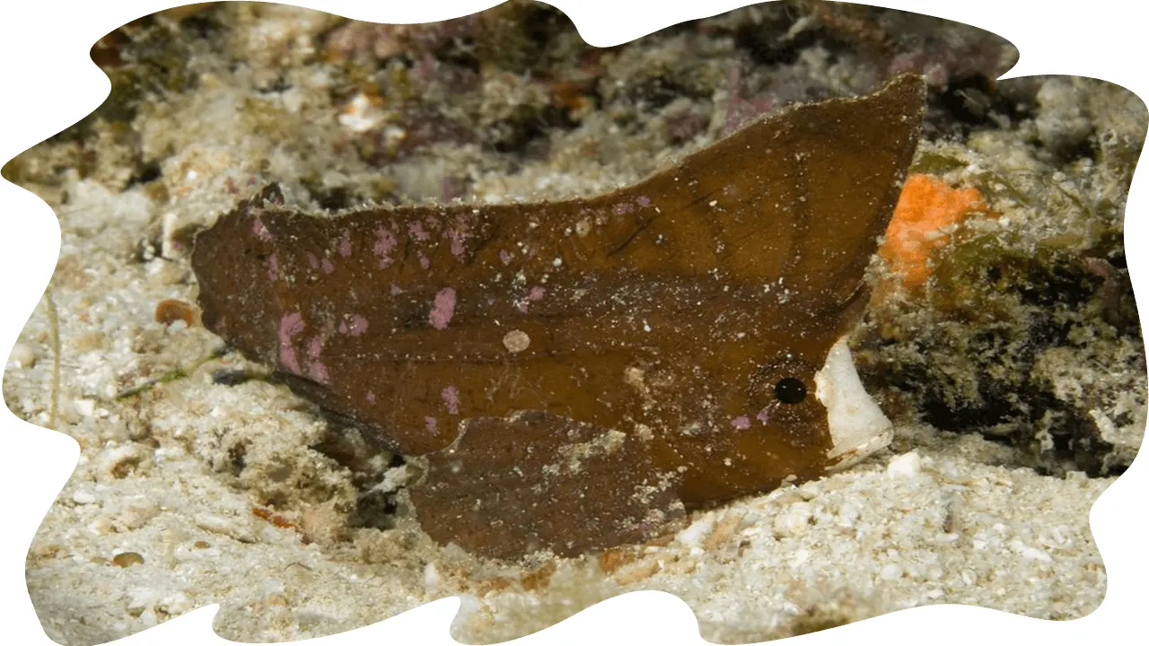 Leaf fish on the bottom