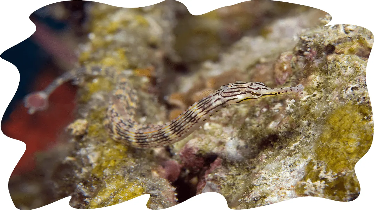 Goby on coral