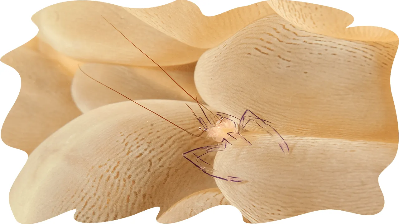Transparent shrimp on a shell