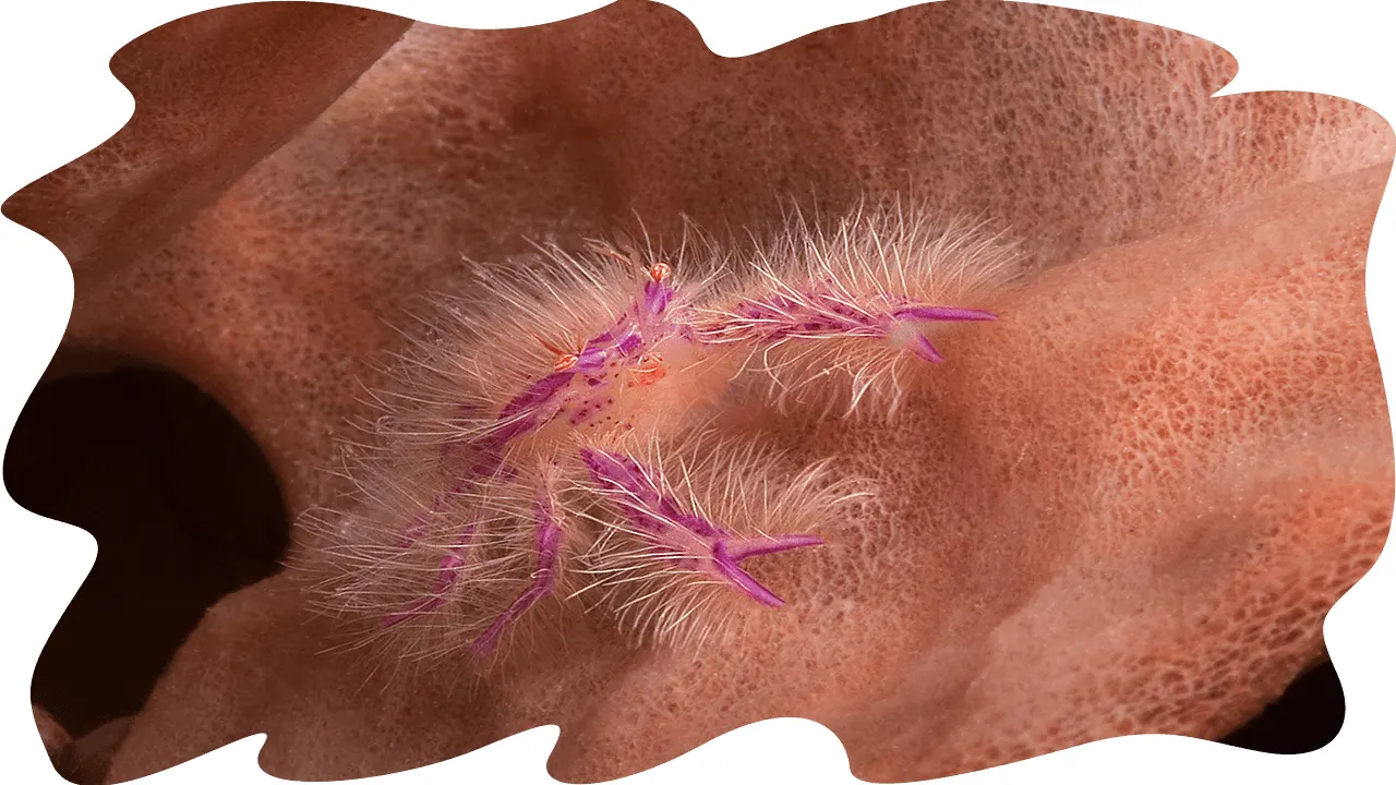 Pink shrimp on a soft coral