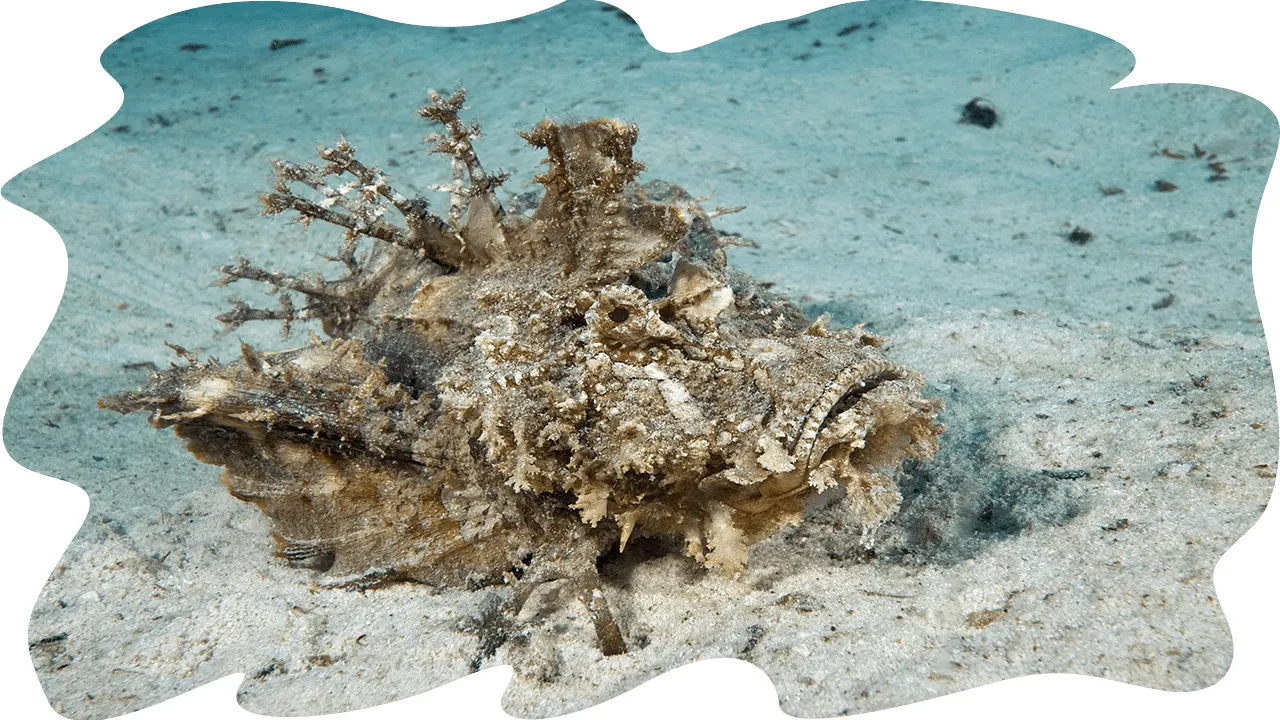 Scorpionfish on the sandy bottom