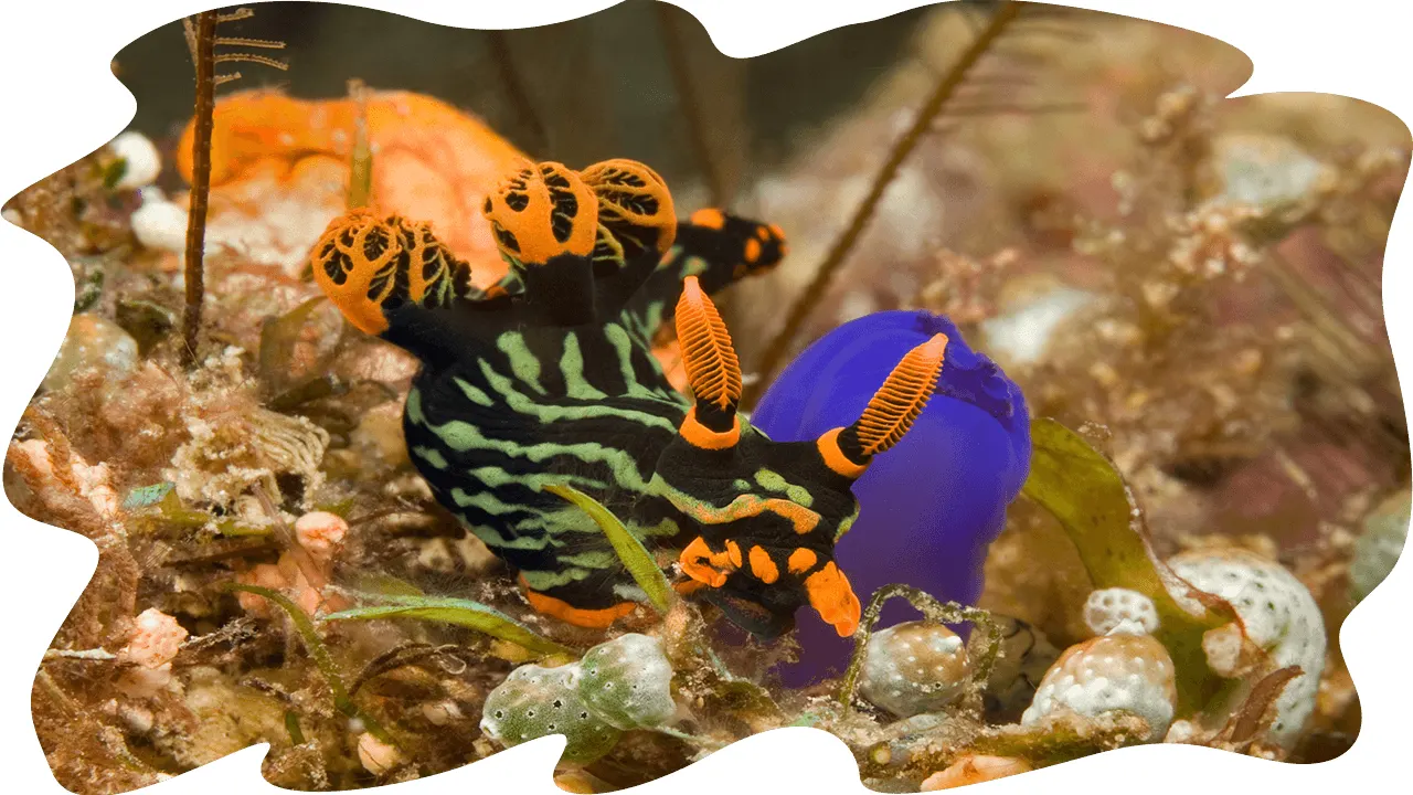 Nudibranch on the reef
