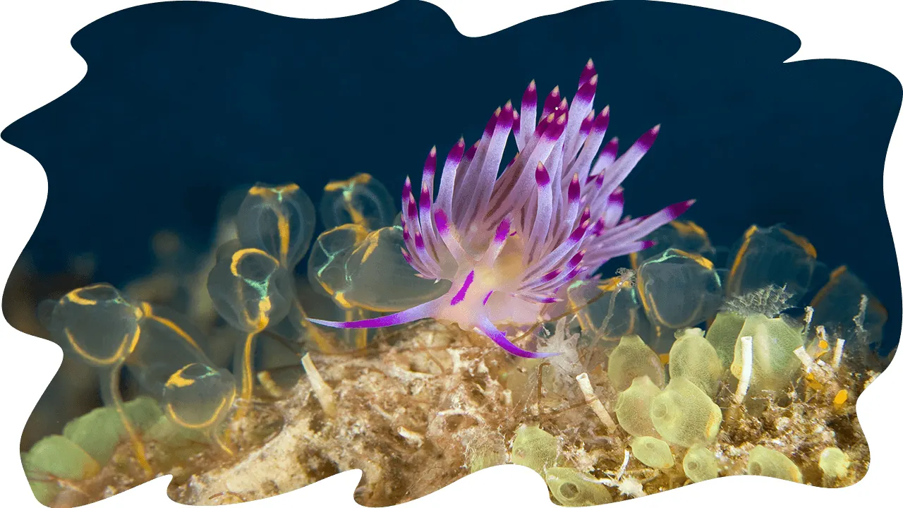 Nudibranch among hydroids