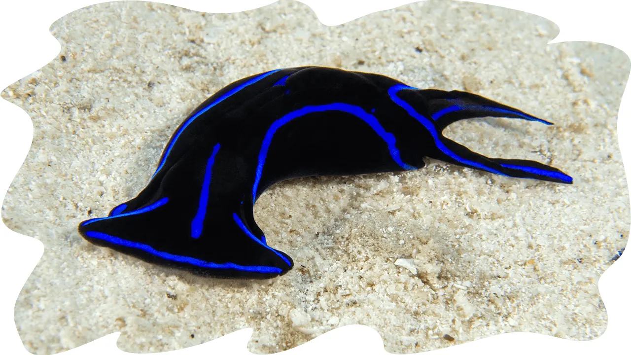Nudibranch with blue markings