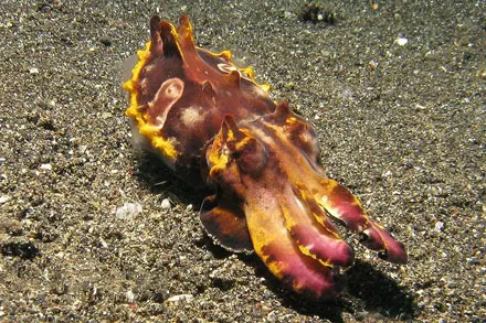 Flamboyant cuttlefish on the sand