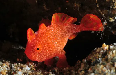 Red anglerfish