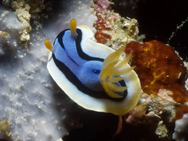 Nudibranch on white coral