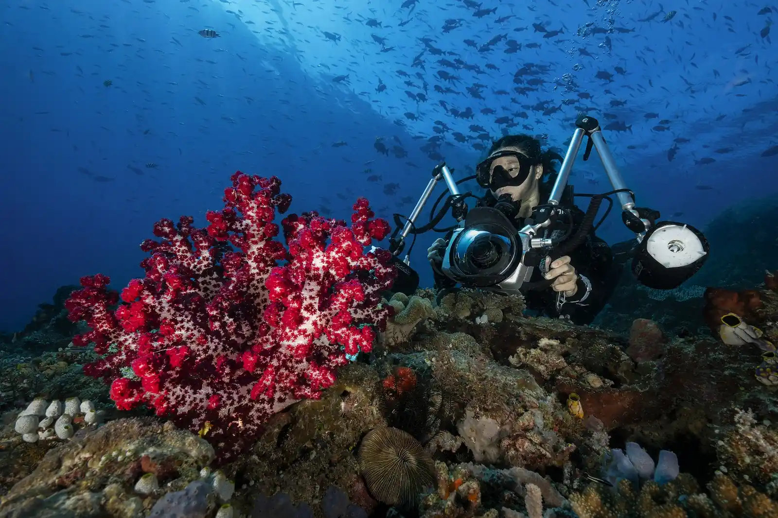 Подводный фотограф со вспышками у мягких кораллов