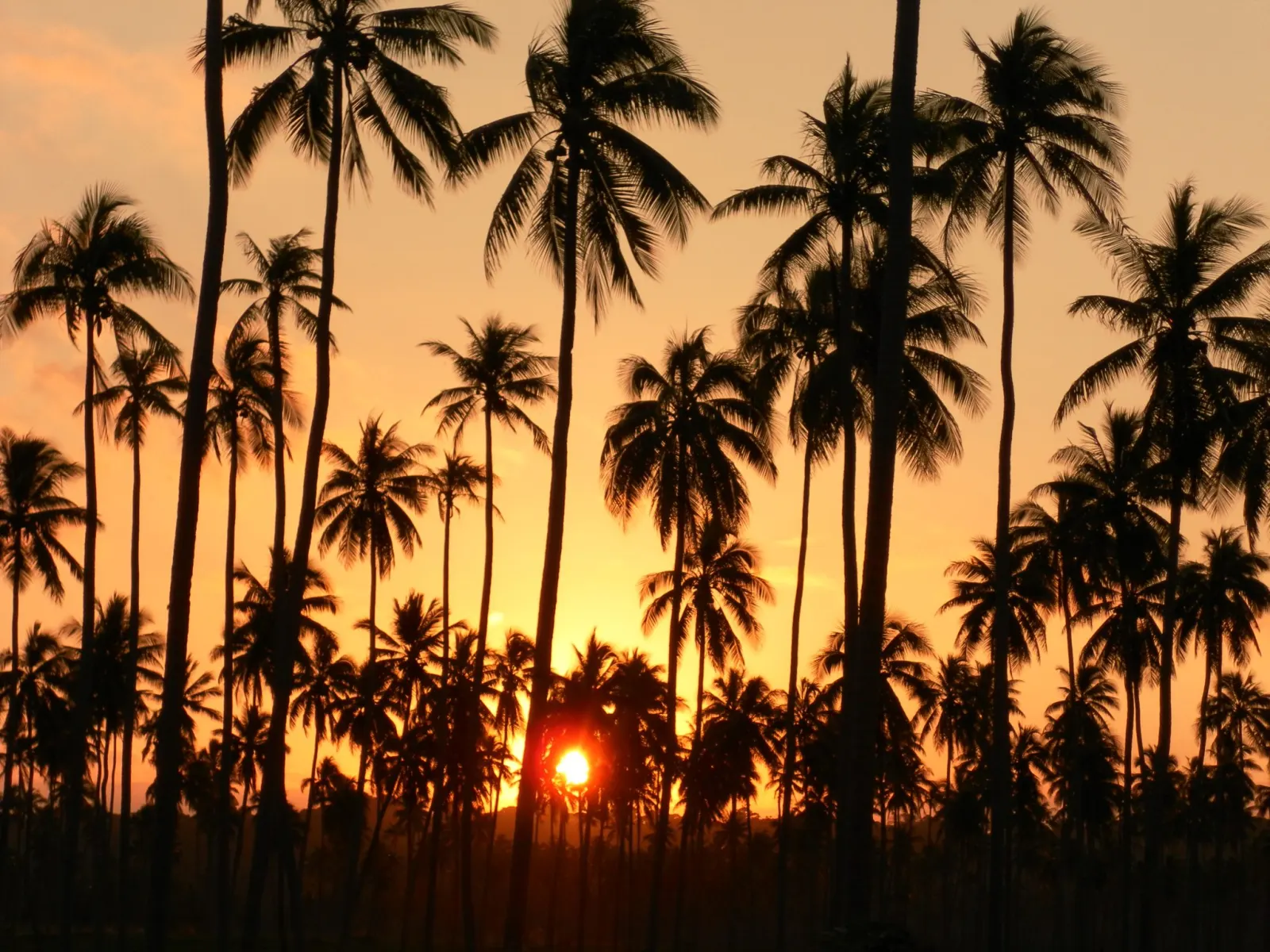 Palms at sunset