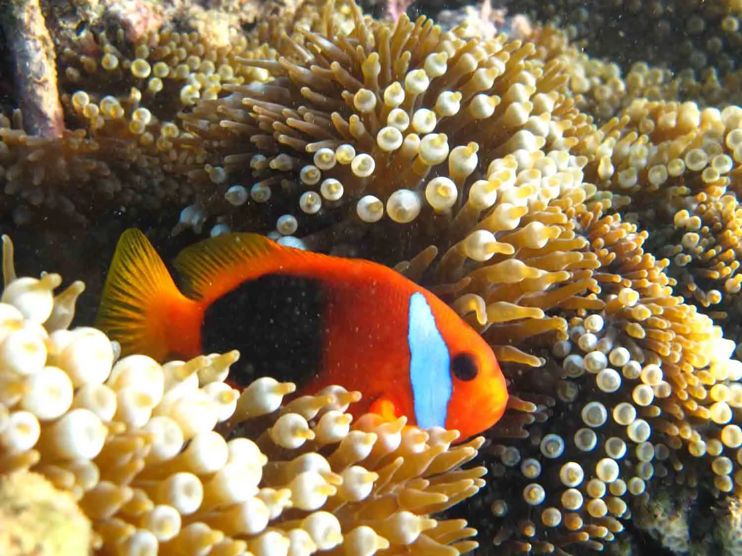 Anemonefish