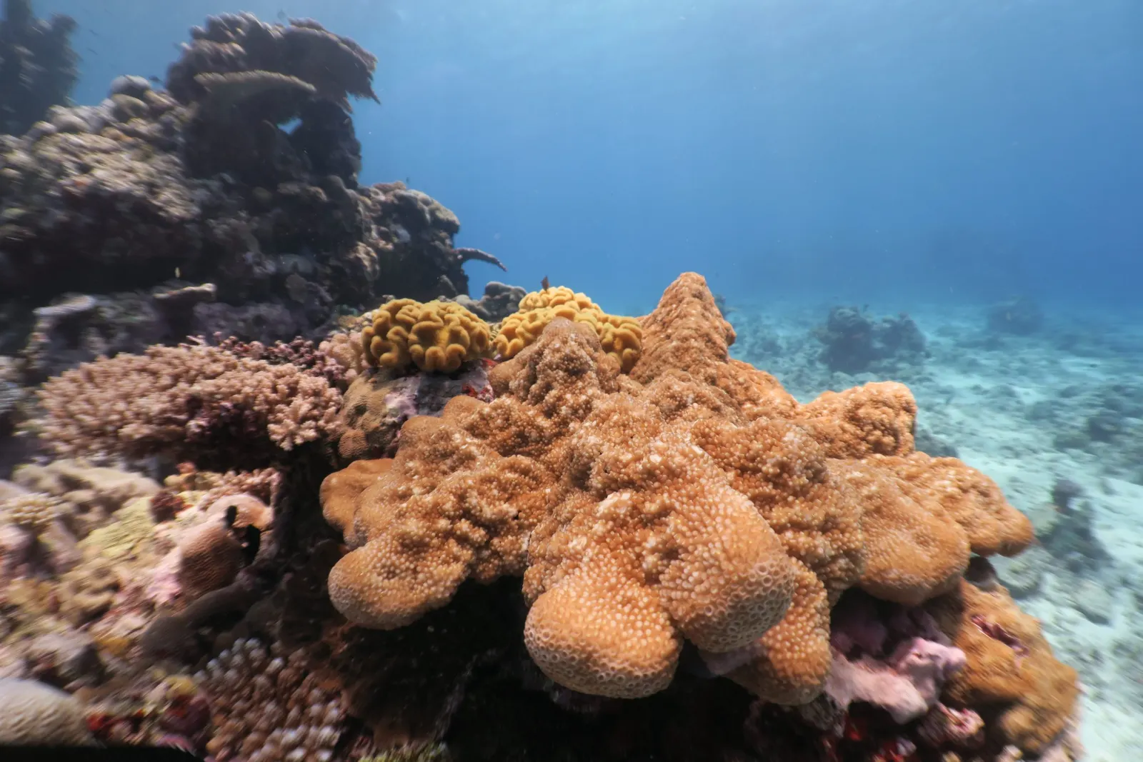 Corals on the reef