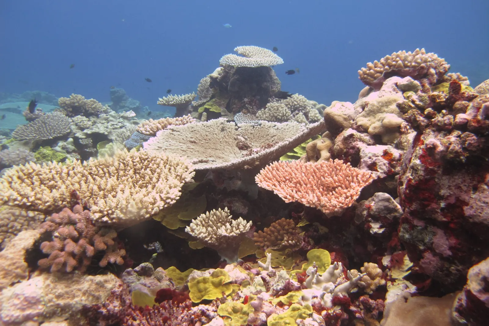 Reef off the Santo coast