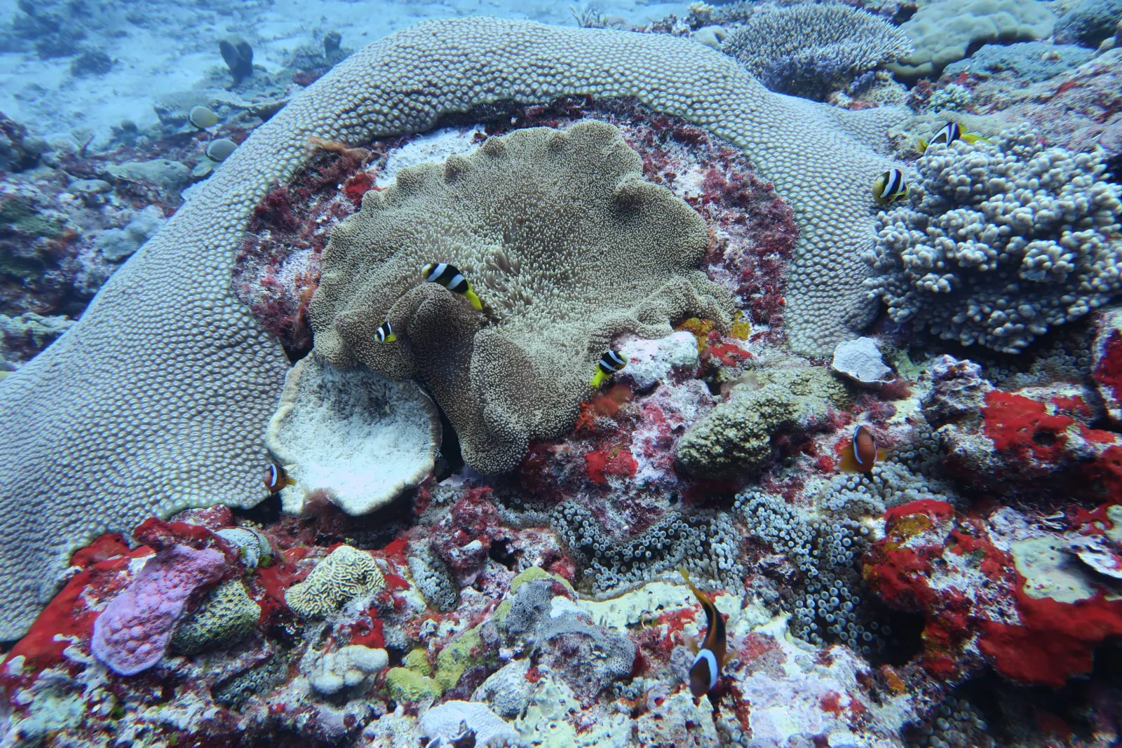 Coral garden