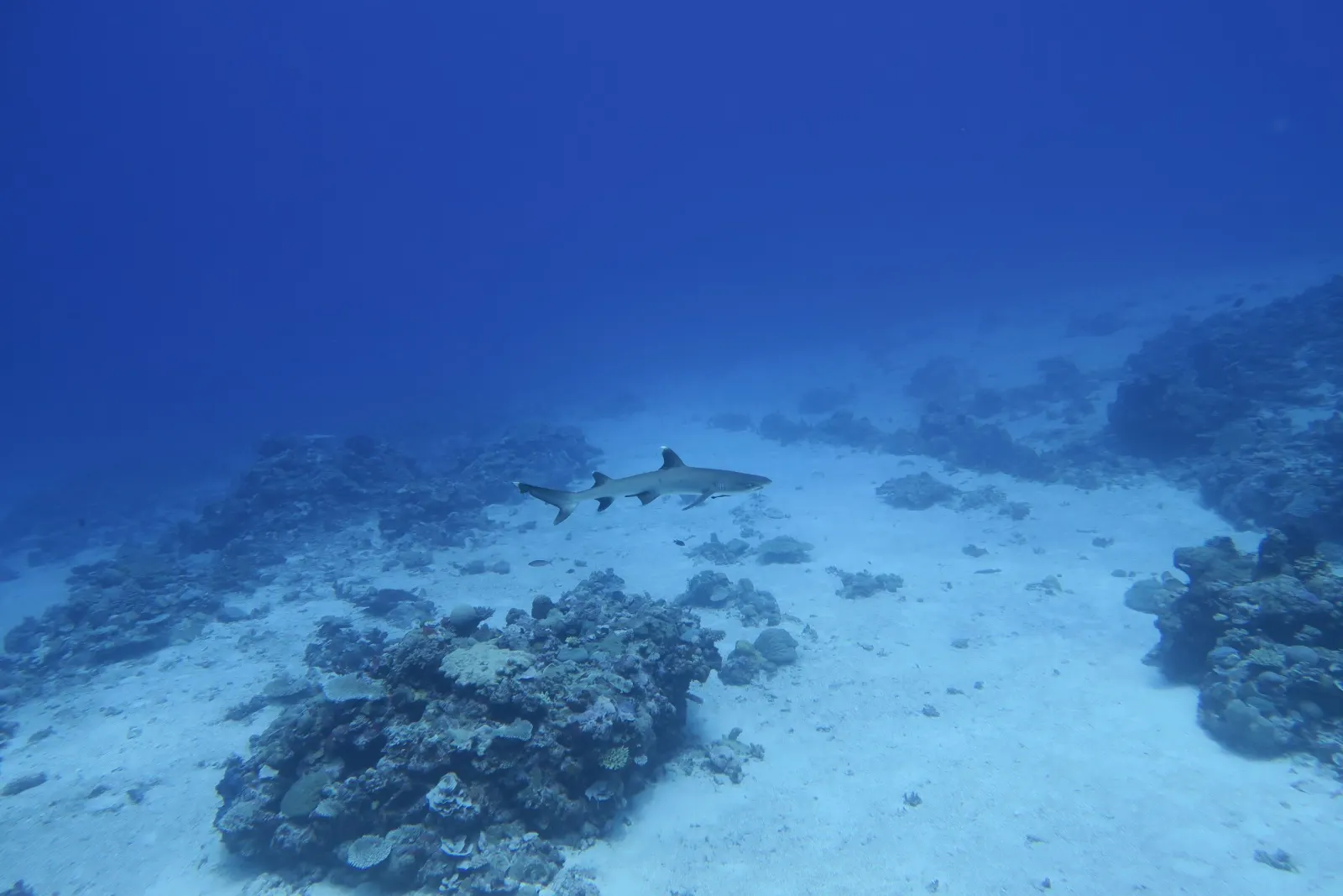 Reef fish