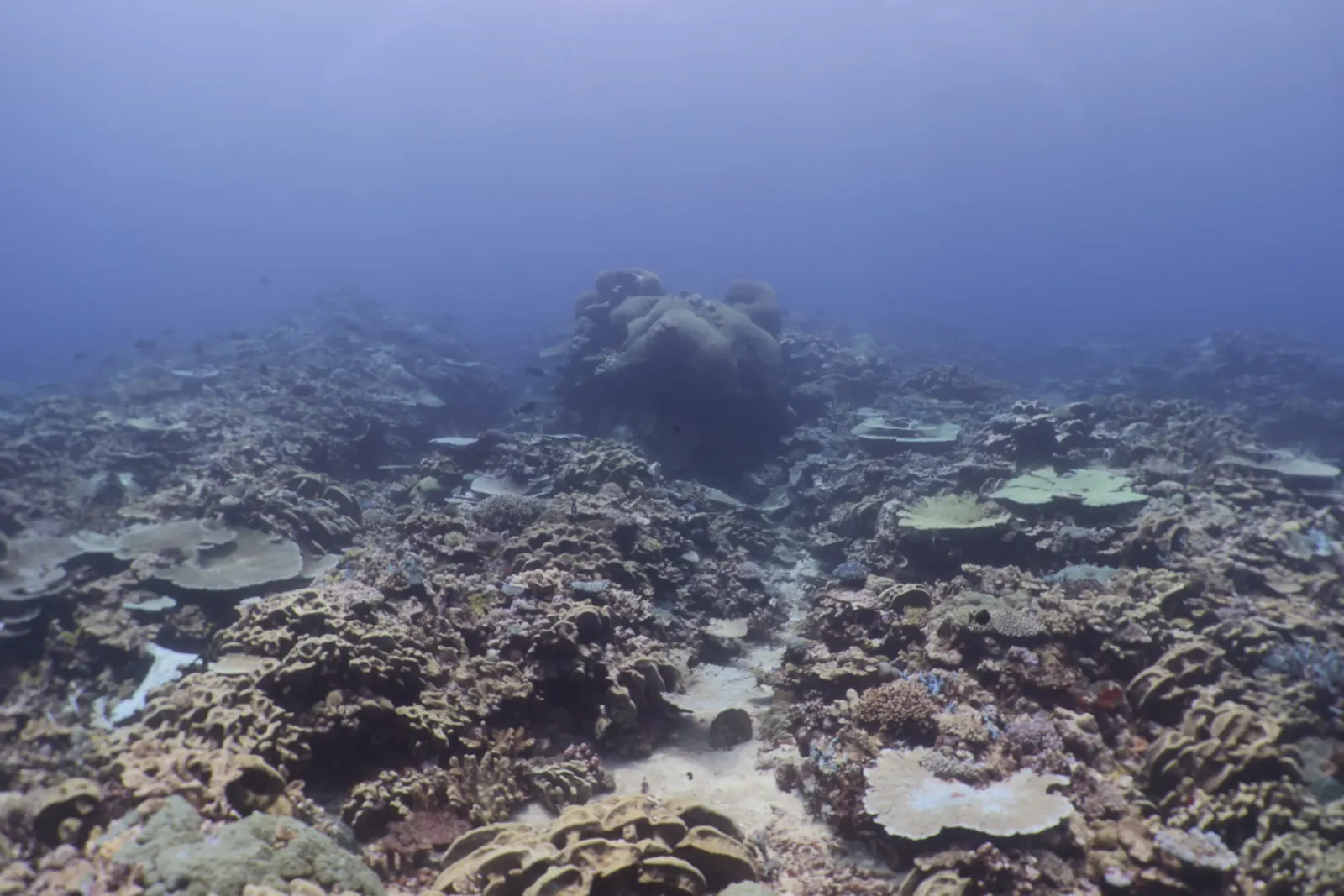 Underwater landscape