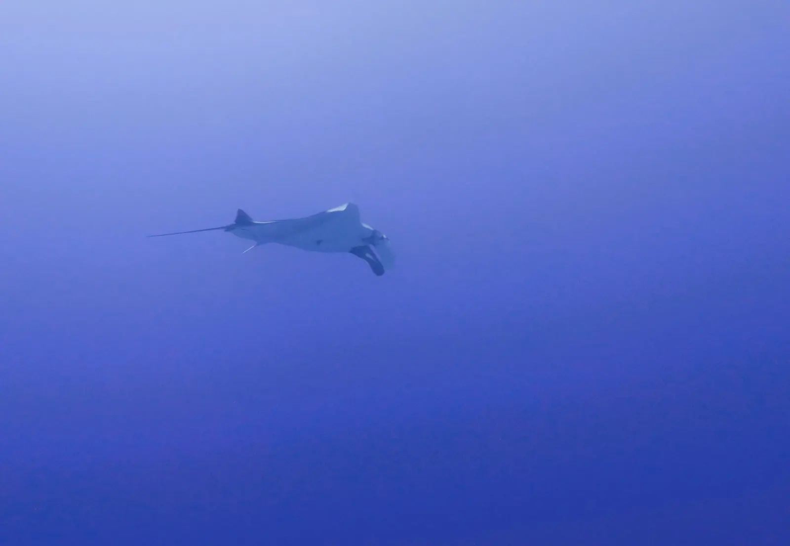 Manta ray in open water