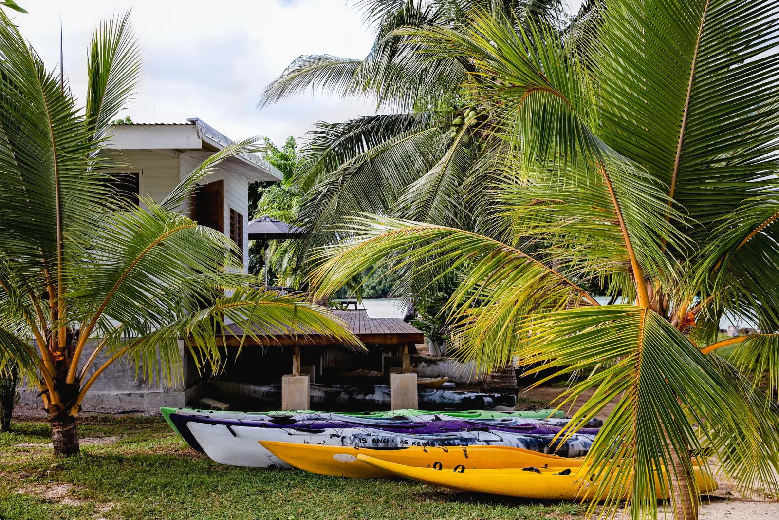 Kayaks under the palms