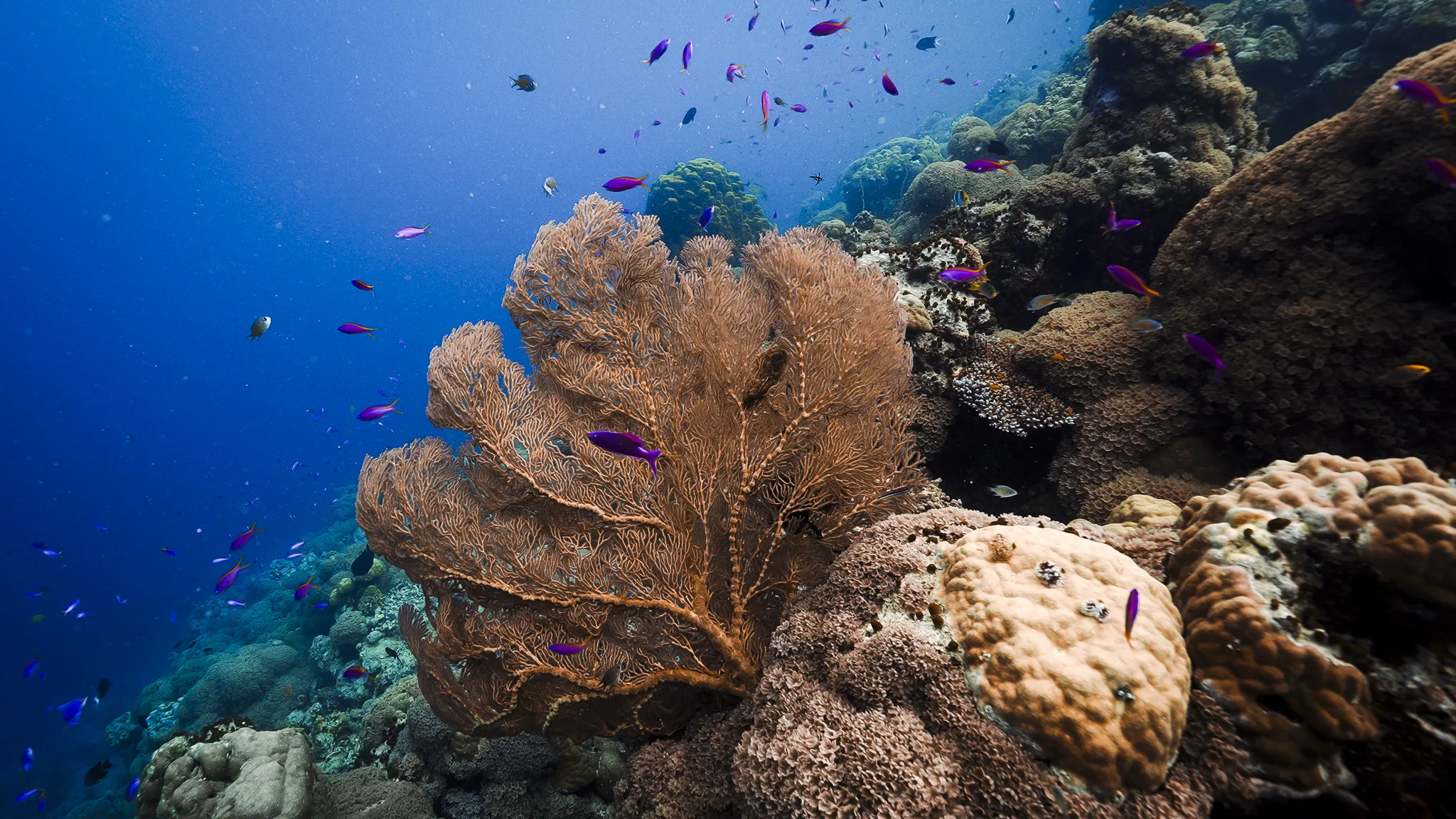 Reef with a gorgonian sea fan