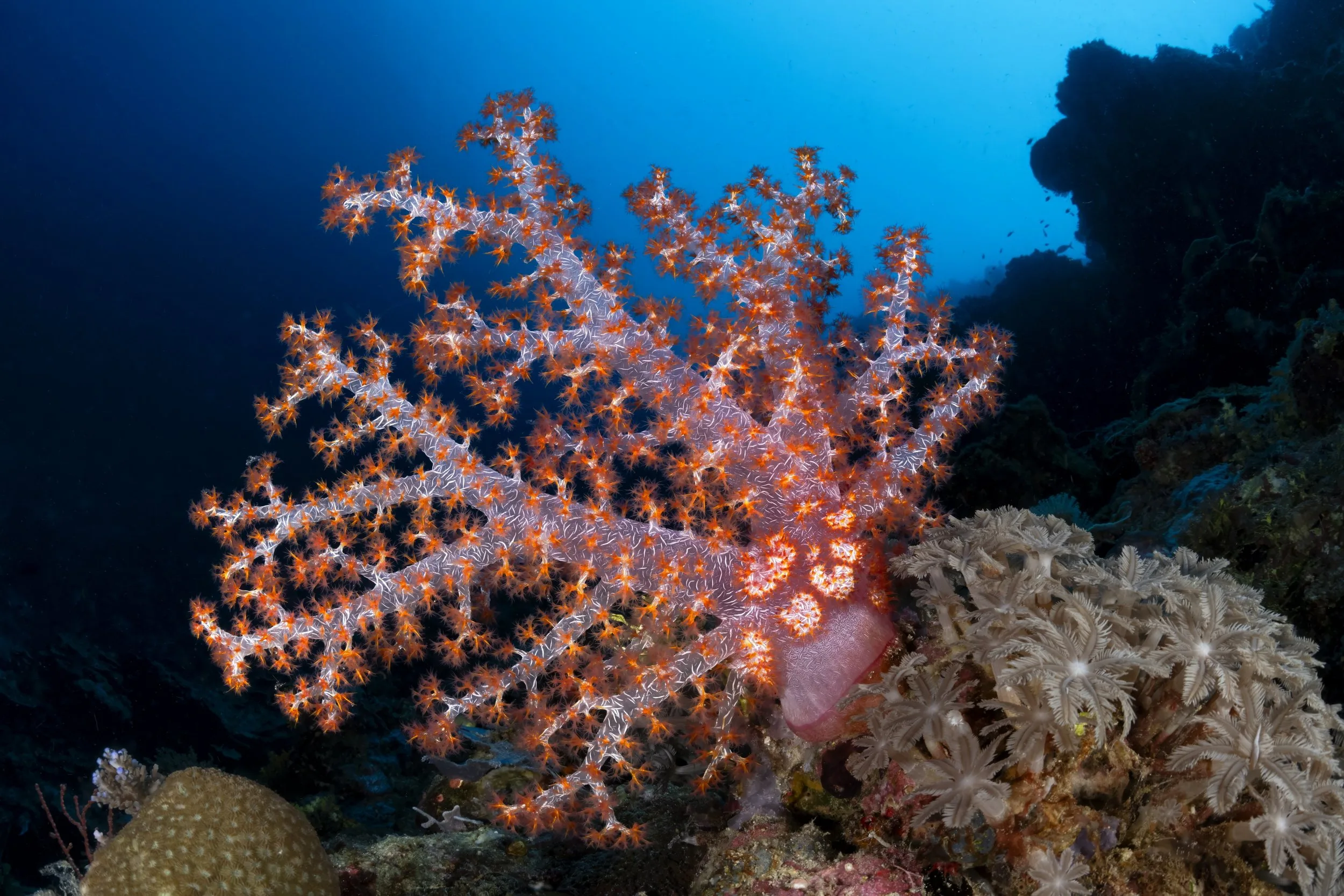 Soft coral tree on the wall