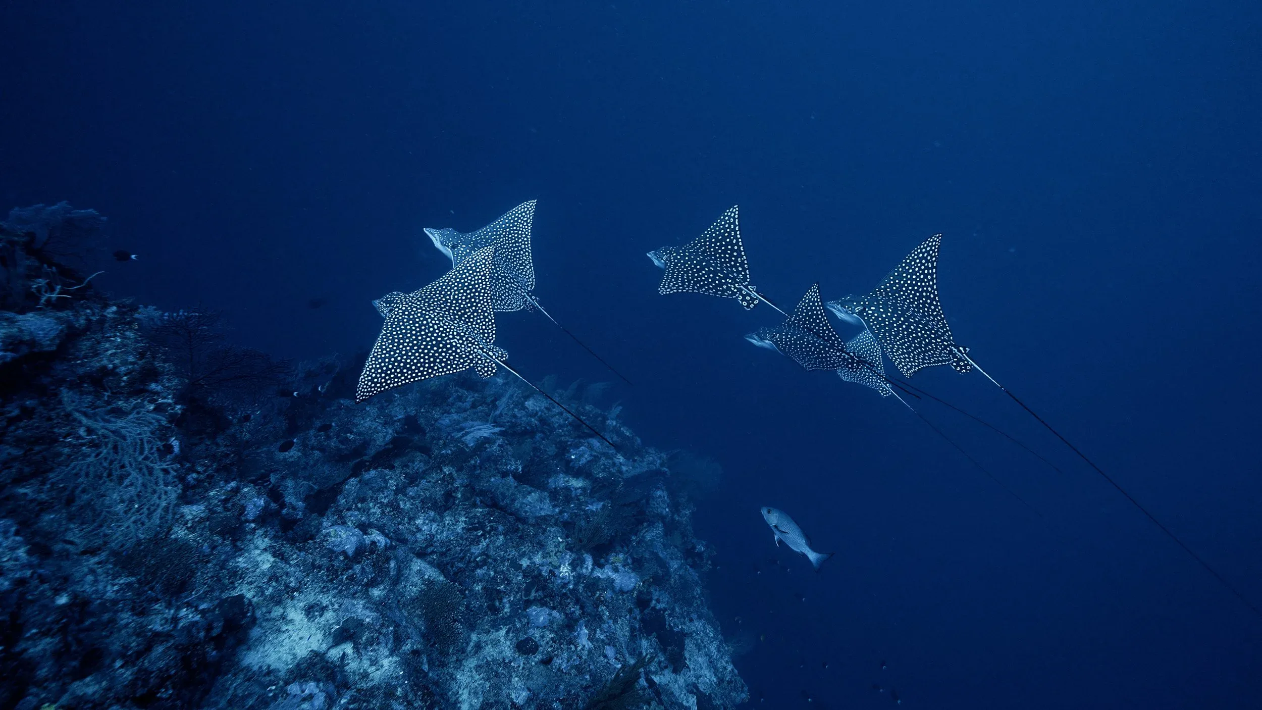 Manta ray and divers in the blue