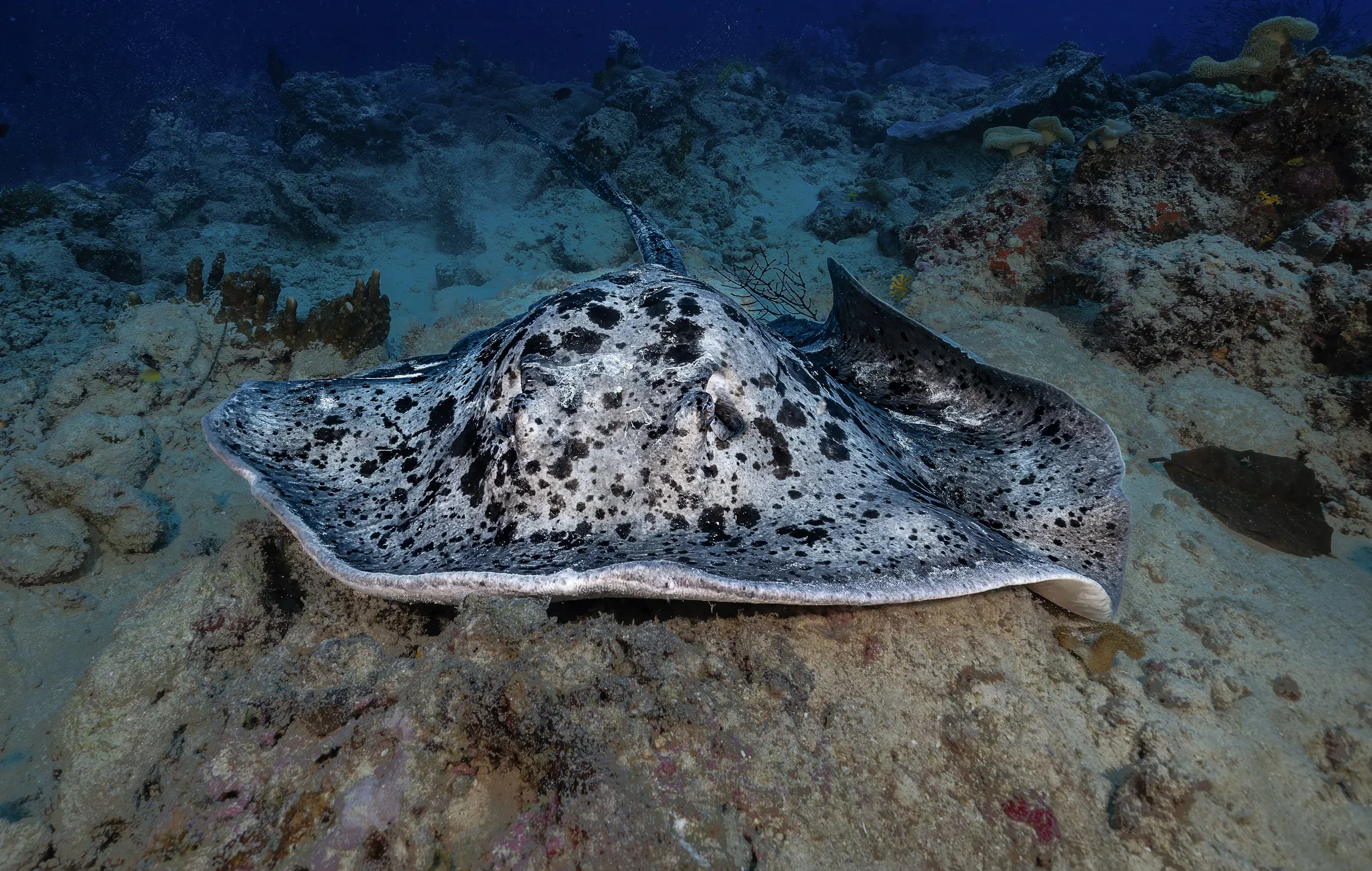 Marbled ray at Charapoanna Point