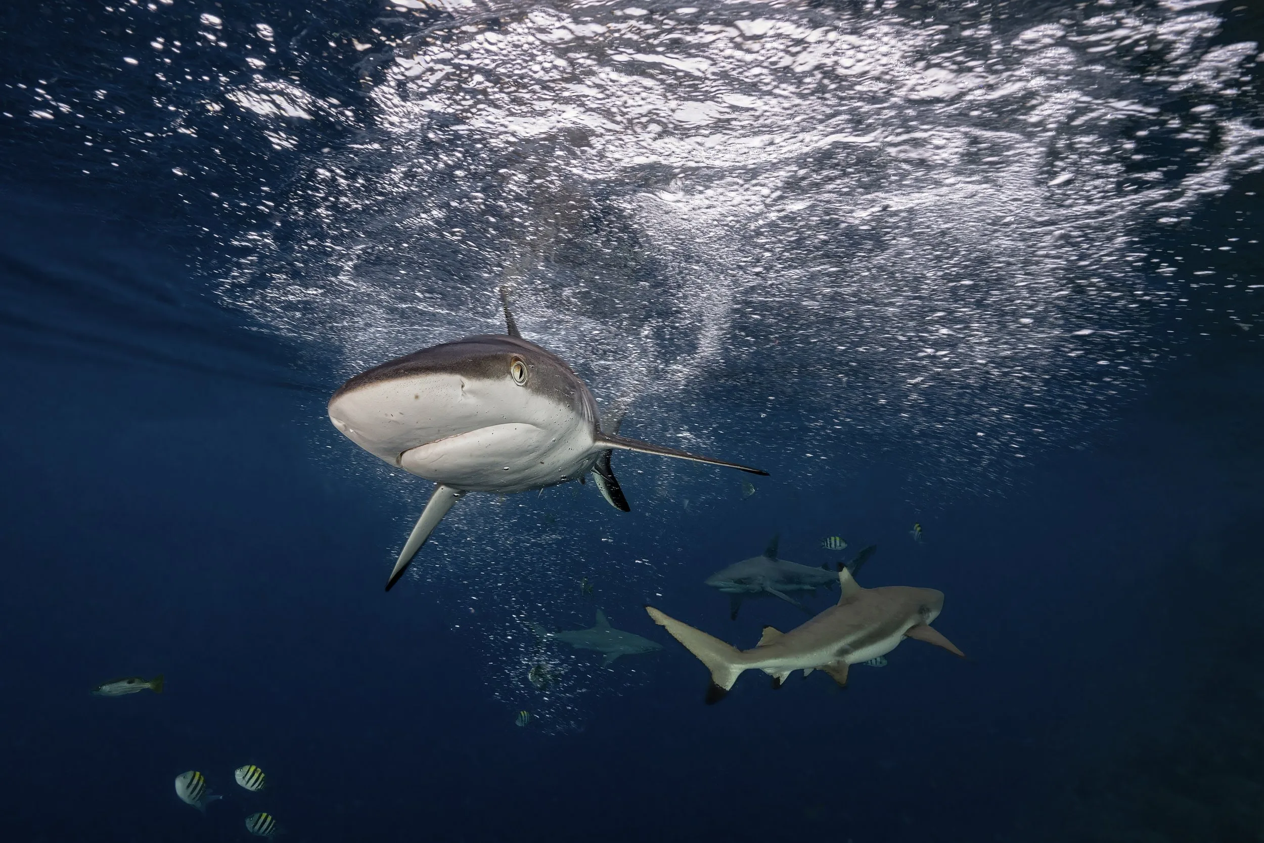 Sharks at the resort dive jetty