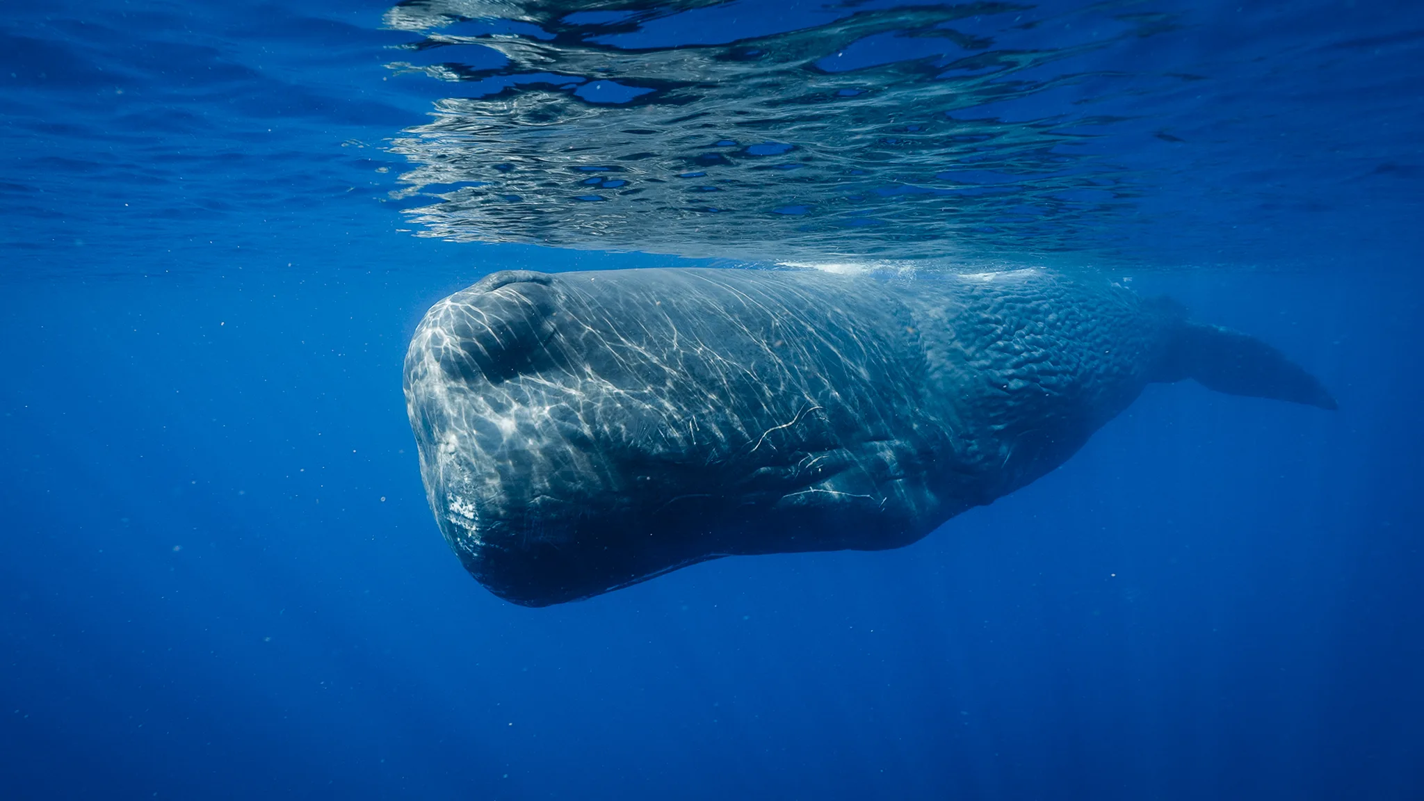 Sperm whale in open water