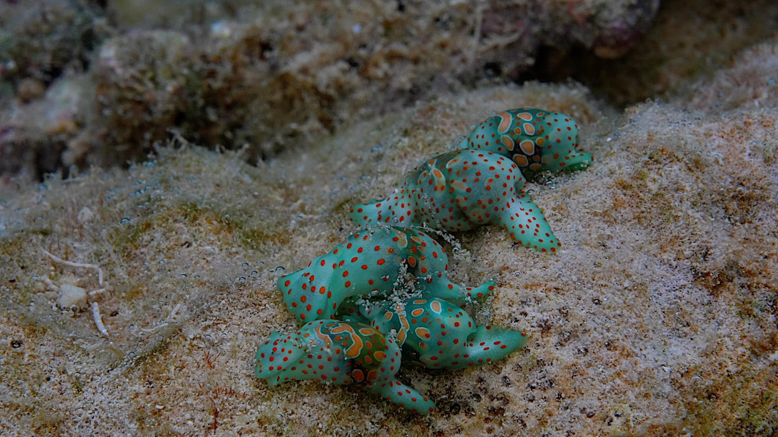 Nudibranch on the reef