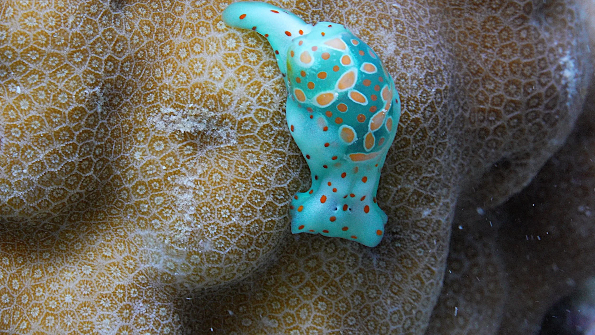Nudibranch close up