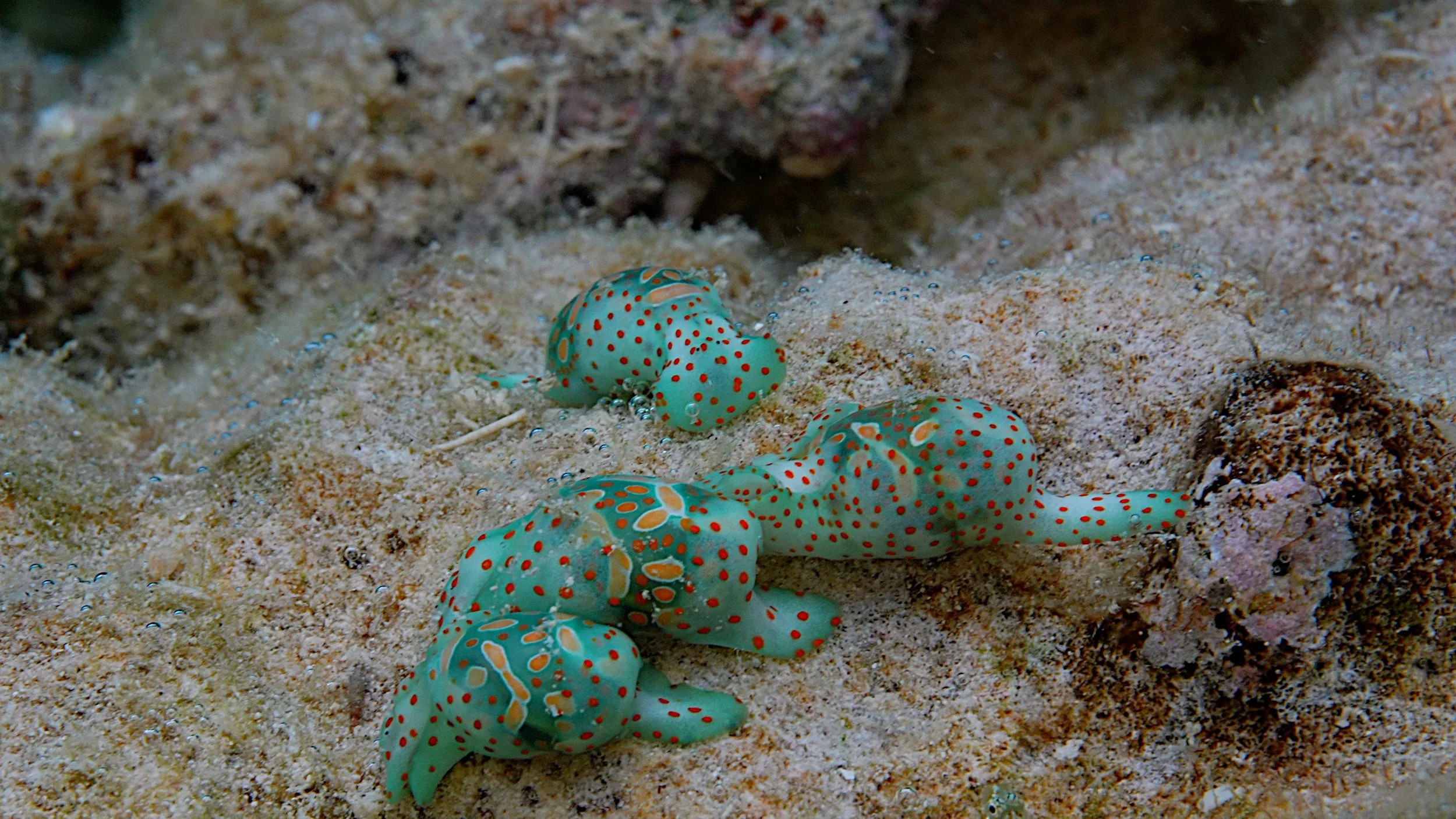 Brightly coloured nudibranch