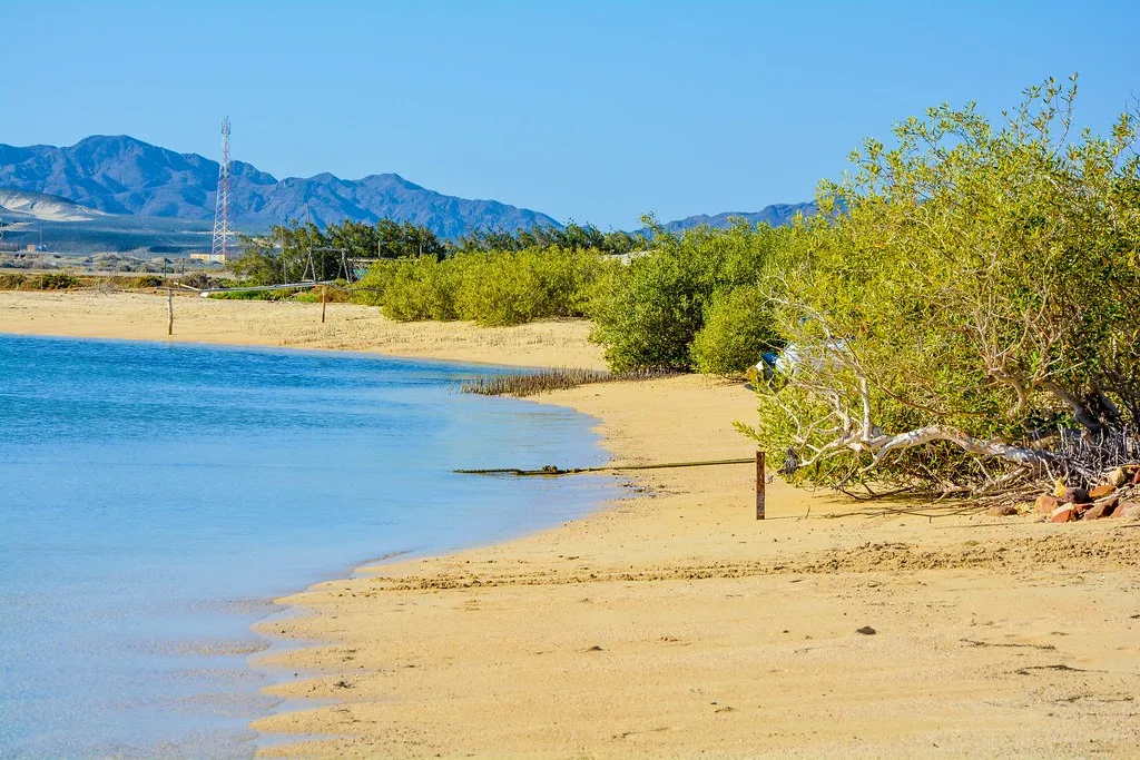 Mangroves along the shoreline