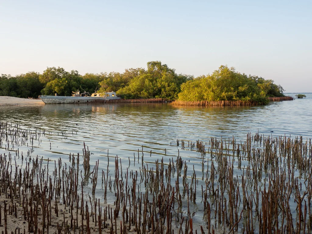 A mangrove islet in shallow water