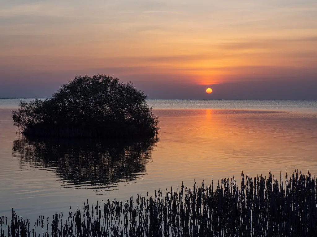 Sunset over the mangroves