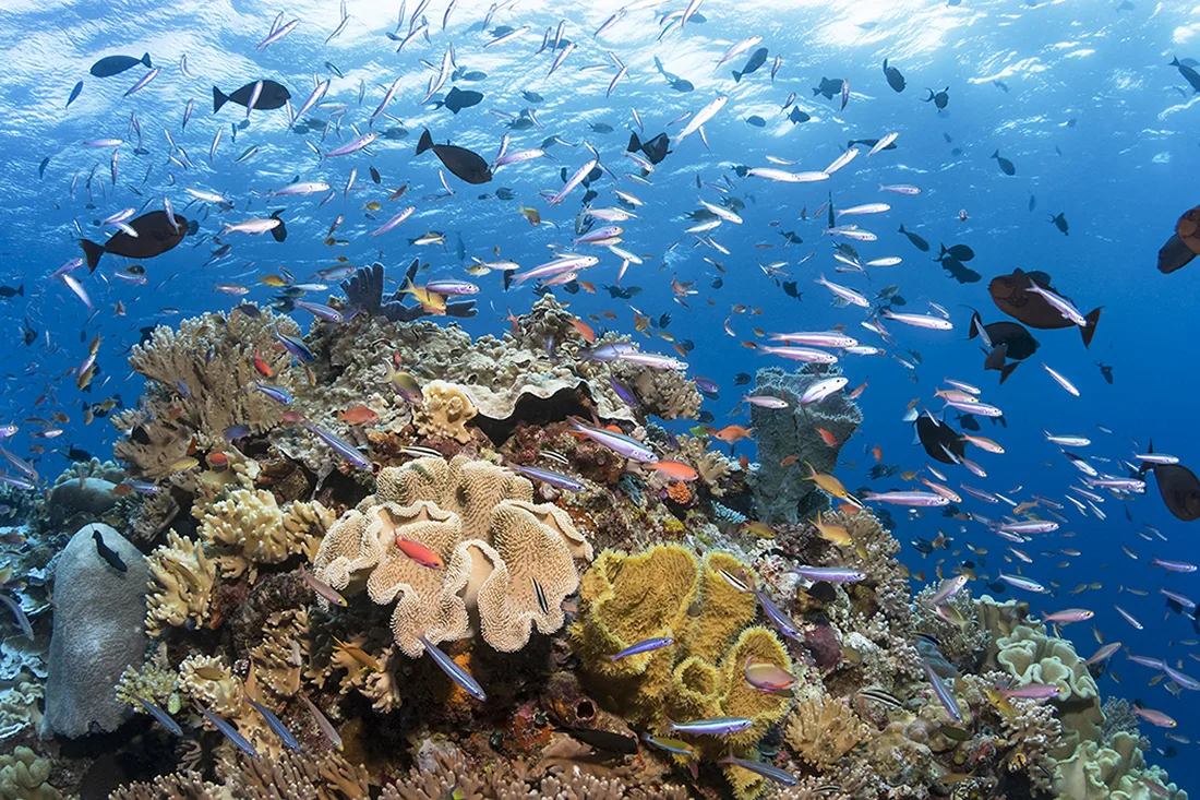 Коралловый риф Wakatobi с косяками рыб