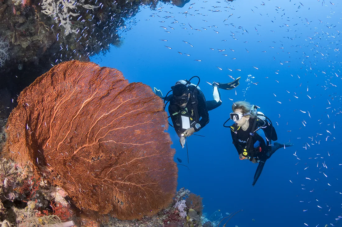 Дайверы у горгонарии на рифе Wakatobi