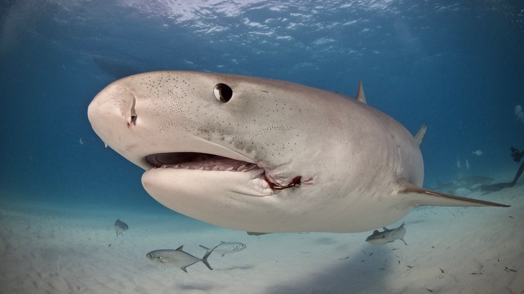 Дайвинг на Багамах — тигровые акулы на Tiger Beach