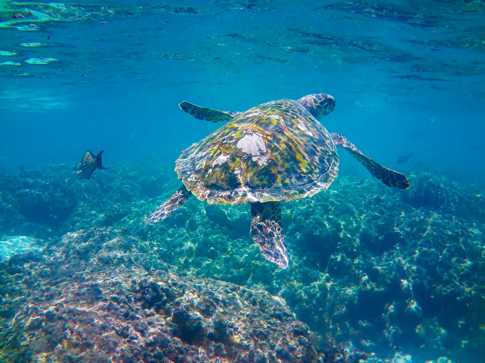 Коралловый риф Мальдив под водой