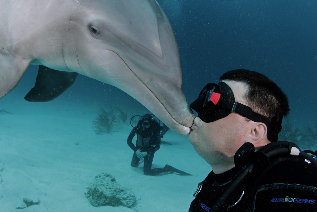 Дайвинг с дельфинами на северных Багамах