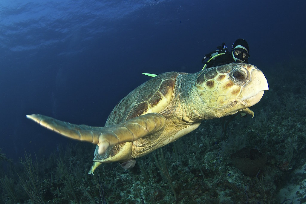 Маягуана — нетронутый дайвинг на восточных Багамах